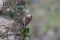 Eurasian Treecreeper (Certhia familiaris) Royalty Free Stock Photo