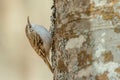 Eurasian treecreeper - Certhia familiaris