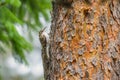 Eurasian Treecreeper - Certhia familiaris Royalty Free Stock Photo