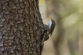 The Eurasian treecreeper or common treecreeper (Certhia familiaris