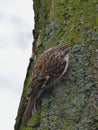 Eurasian treecreeper or common treecreeper - Certhia familiaris