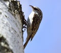 Eurasian treecreeper or common treecreeper Certhia familiaris