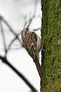 Eurasian treecreeper or common treecreeper - Certhia familiaris