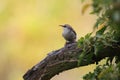 Eurasian treecreeper or common treecreeper (Certhia familiaris) Germany