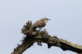 Eurasian treecreeper or common treecreeper (Certhia familiaris) Germany