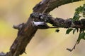 Eurasian treecreeper or common treecreeper (Certhia familiaris) Germany