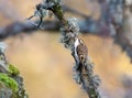 Eurasian Treecreeper creeping on a tree Royalty Free Stock Photo