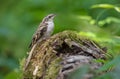 Eurasian treecreeper perched on a mossy trunk Royalty Free Stock Photo