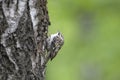 Eurasian treecreeper perched Royalty Free Stock Photo