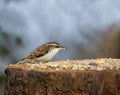 Eurasian Treecreeper on seed table Royalty Free Stock Photo