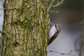 Eurasian Treecreeper sitting Royalty Free Stock Photo