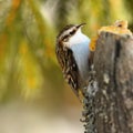 Eurasian treecreeper on stump Royalty Free Stock Photo