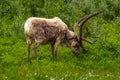 Eurasian Tundra Reindeer, Rangifer tarandus tarandus grazing on green grass in its natural habitat Royalty Free Stock Photo