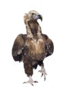 Eurasian Vulture (42 years) - Aegypius monachus Royalty Free Stock Photo