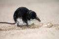 Eurasian water shrew Royalty Free Stock Photo