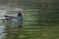 A Eurasian Waterhen roaming