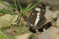 Eurasian white admiral