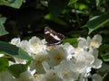 The white admiral (Limenitis camilla) with dark wings and white bands on a flowering shrub in garden in summer