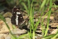 Eurasian white admiral