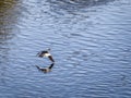 Eurasian Widgeon Flying over Water Royalty Free Stock Photo