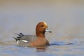 Eurasian Wigeon