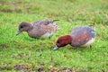 Eurasian Wigeon - Anas penelope feeding.