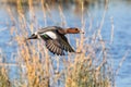 Eurasian Wigeon Drake - Anas penelope, flying over a wetland.