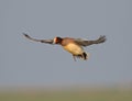 Eurasian Wigeon