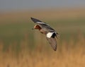 Eurasian Wigeon Royalty Free Stock Photo