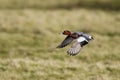 Eurasian Wigeon, Wigeon, duck, Mareca penelope. Royalty Free Stock Photo