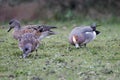 Eurasian Wigeon Royalty Free Stock Photo