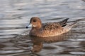 Eurasian wigeon mareca penelope female Royalty Free Stock Photo