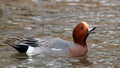 Eurasian wigeon mareca penelope male swimming Royalty Free Stock Photo