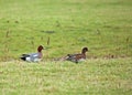 Eurasian Wigeon Pair Royalty Free Stock Photo