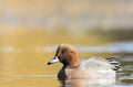 Eurasian Wigeon