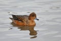 Eurasian Wigeon or  Widgeon Mareca penelope female. Duck is swimming in the water. Close-up portrait of a duck Royalty Free Stock Photo