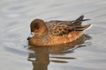 Eurasian Wigeon or  Widgeon Mareca penelope female. Duck is swimming in the water. Close-up portrait of a duck Royalty Free Stock Photo