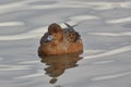 Eurasian Wigeon or  Widgeon Mareca penelope female. Duck is swimming in the water. Close-up portrait of a duck Royalty Free Stock Photo