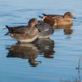 Birds - Eurasian Wigeon, Mareca penelope Royalty Free Stock Photo