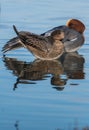 Birds - Eurasian Wigeon, Mareca penelope Royalty Free Stock Photo