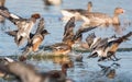 Birds - Eurasian Wigeon, Mareca penelope Royalty Free Stock Photo