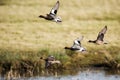 Eurasian Wigeon, Wigeon, duck, Mareca penelope.