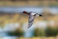 Birds - Eurasian Wigeon, Mareca penelope Royalty Free Stock Photo