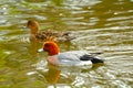 Eurasian wigeons, Kamakura, Japan Royalty Free Stock Photo