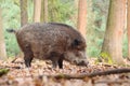 Eurasian wild boar in forest Royalty Free Stock Photo