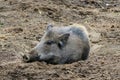 Eurasian Wild Boar