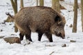 Eurasian Wild Boar - Sus scrofa on the white snow in winter, Europe