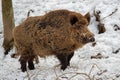 Eurasian Wild Boar - Sus scrofa on the white snow in winter, Europe