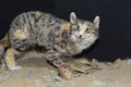 Eurasian wild cat stuffed animal in mongolian museum