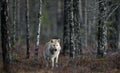 Eurasian wolf. Autumn forest. Scientific name: Canis lupus lupus